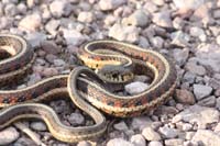 Common Garter Snake 03